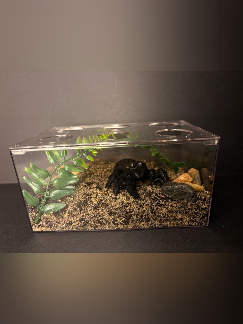Play pretend pet flocked tarantula with terrarium